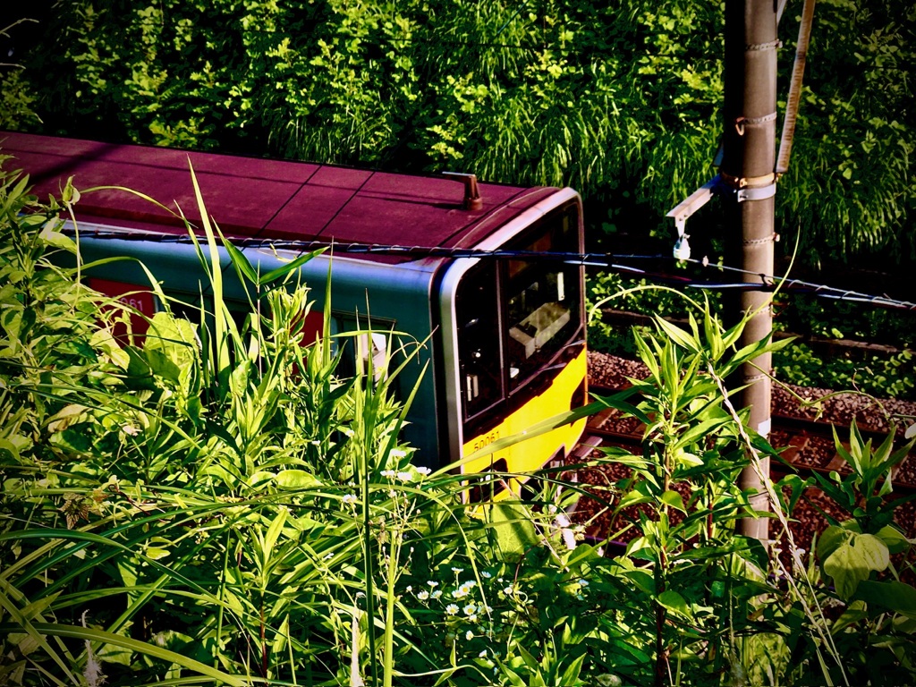 ジャングル鉄道