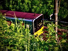 ジャングル鉄道
