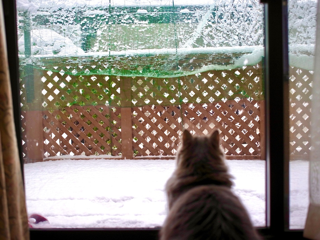 初めて見る雪