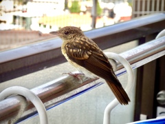 この鳥なんの鳥ふしぎな鳥 (2)