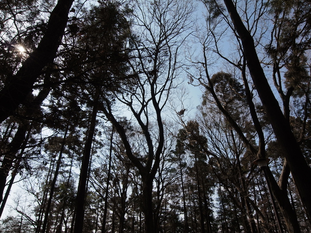 樹木に囲まれて