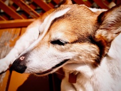 微笑みのアレン