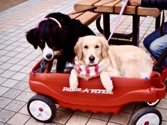 ドライブマイカー