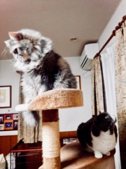 あっち向いてホイ