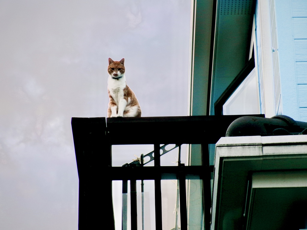 天空の猫