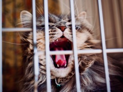 小さなライオン