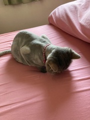 クーたん寝落ち