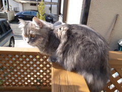 脱走寸前のクーたん