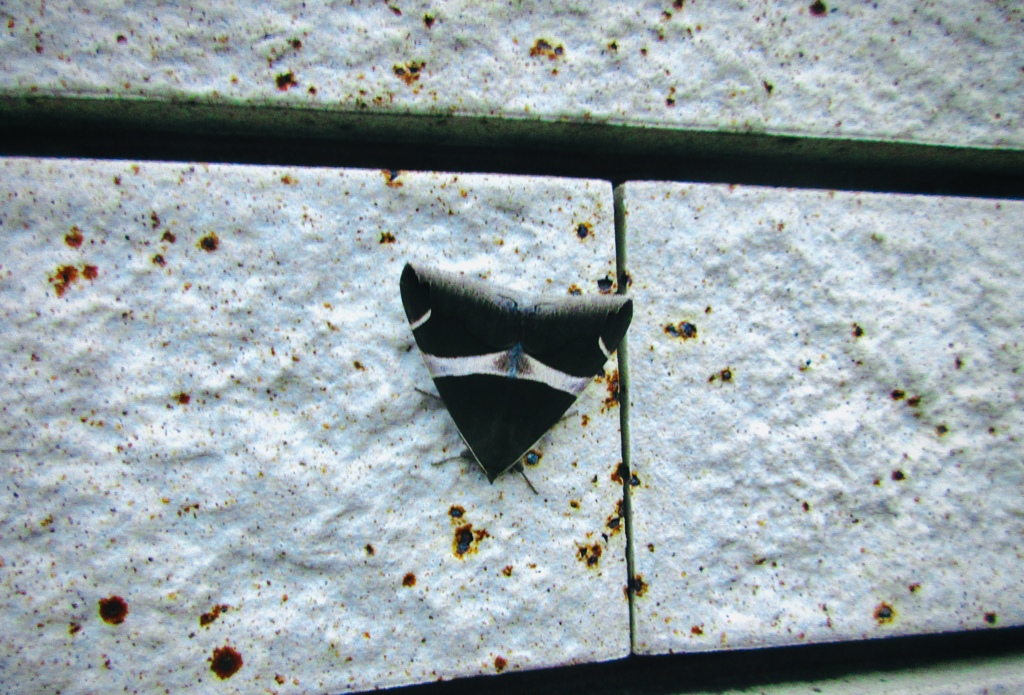 ステルス戦闘機