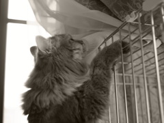 クーたんクライミング中