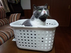 洗濯かごの中の海くん