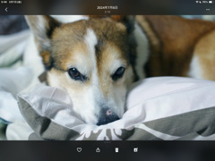 アレンの誕生日