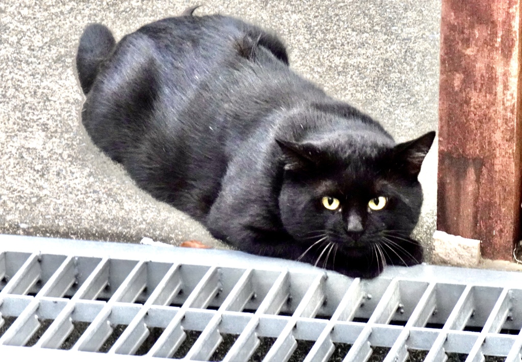 黒猫