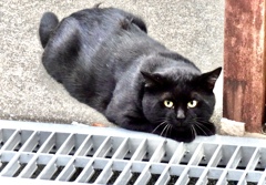 黒猫