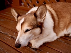 あけましておめでとうございます