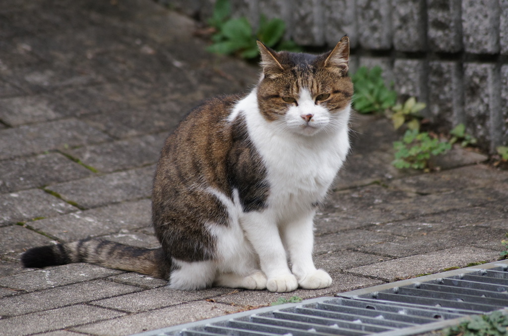 ハンサムな猫