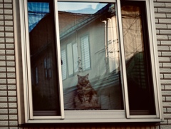 出窓のニャン