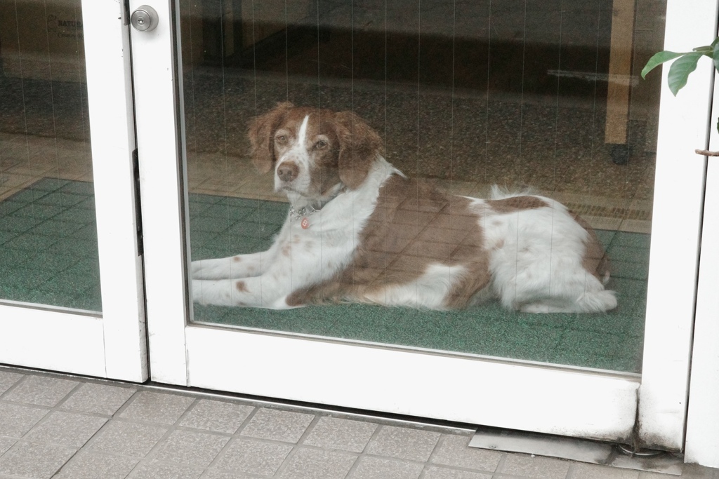 店の看板犬