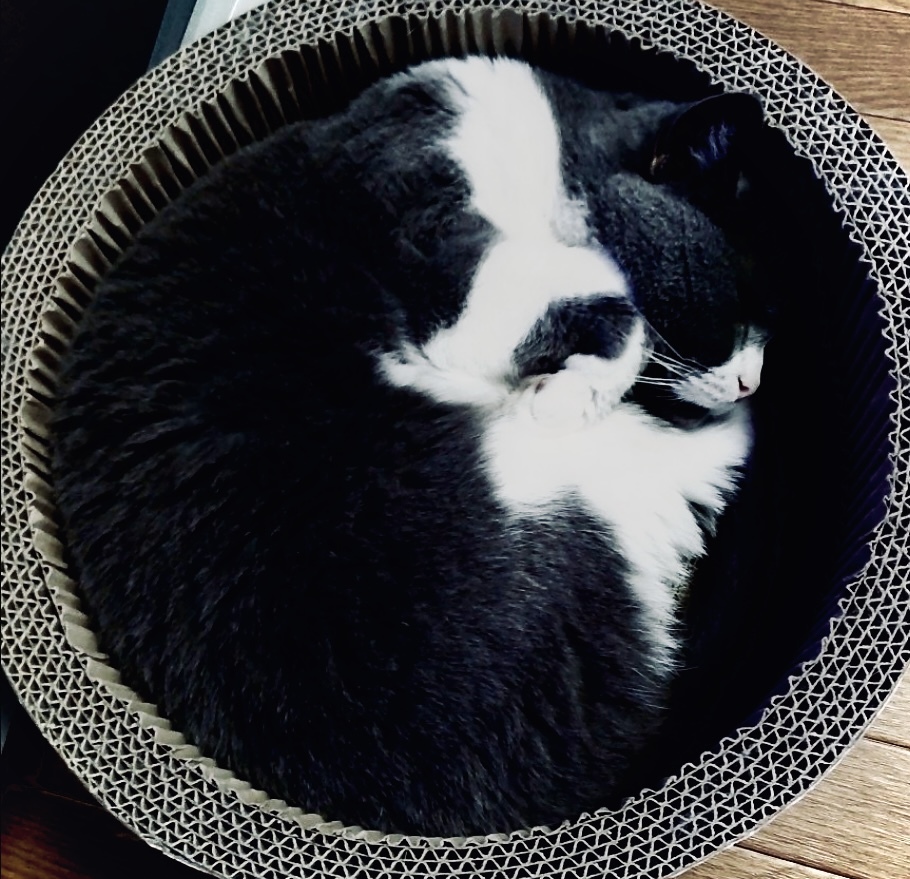 まん丸海(かい)くん