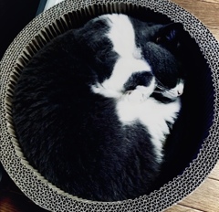 まん丸海(かい)くん