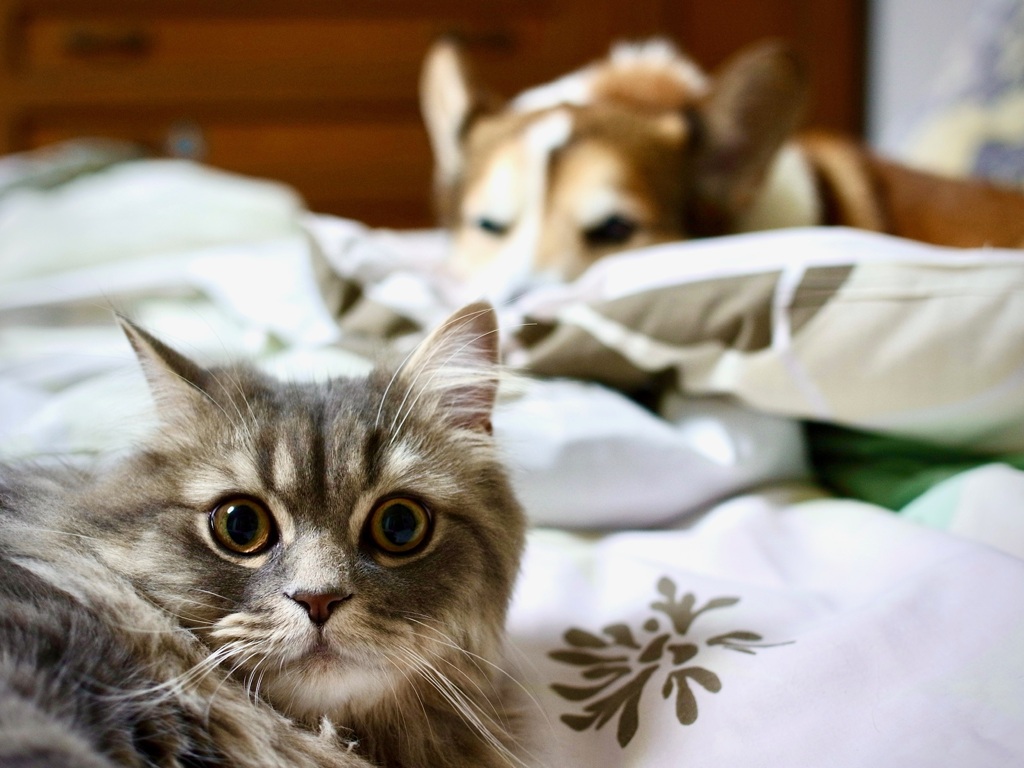 クーたんとアレン