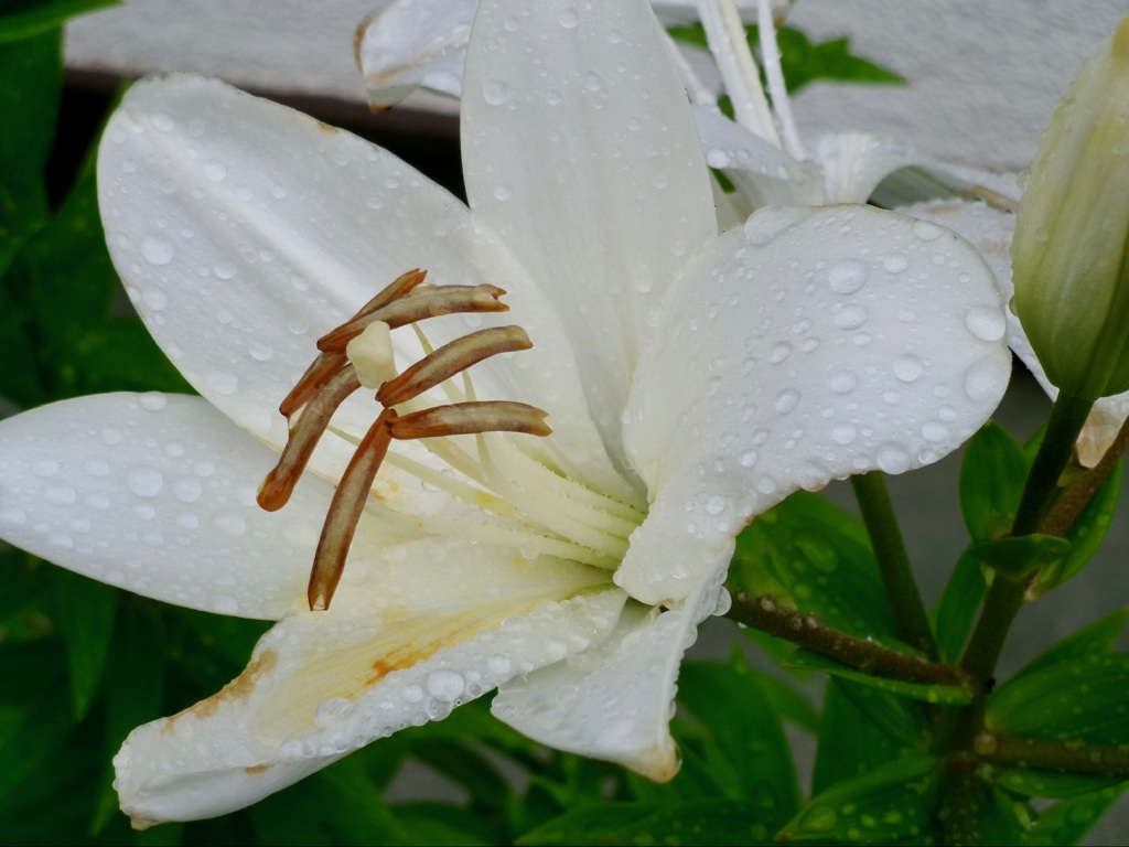 白い花