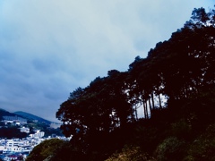 林越しに伊藤の町を臨む