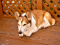 三つ指ついて、本年もよろしくお願いいたします