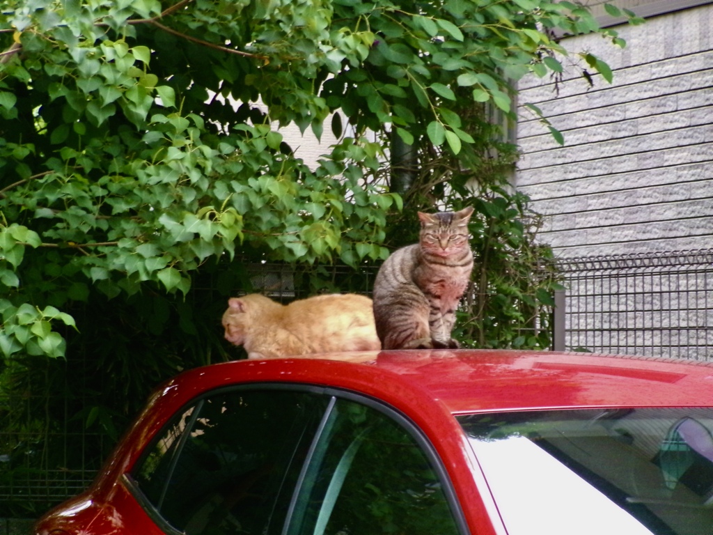 デートは車の上で