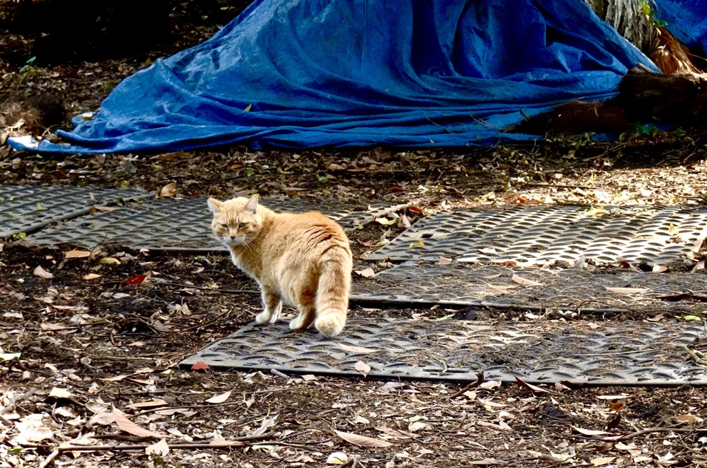 見返り猫