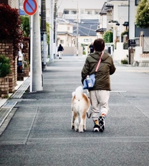 秋田犬のお通りだ