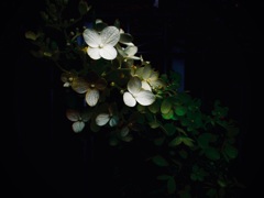 ほのかに浮かび上がる花