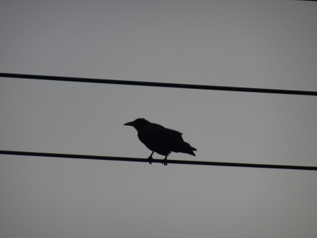 カラス一羽