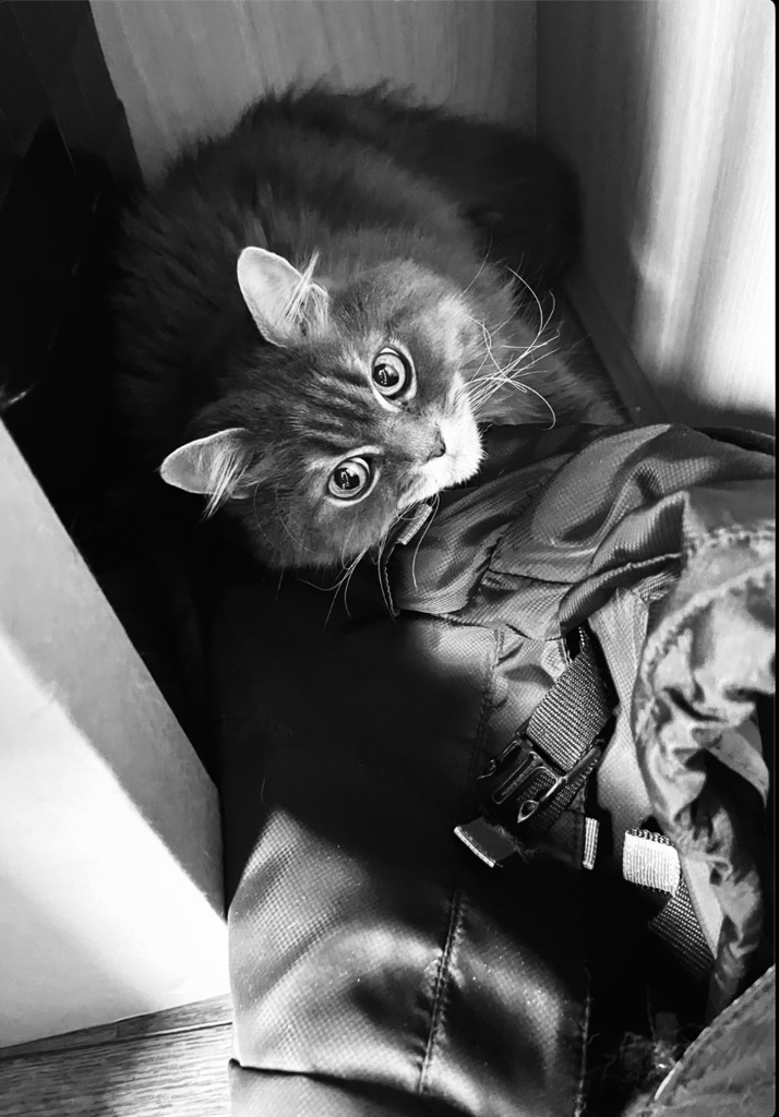 あっ見つかった