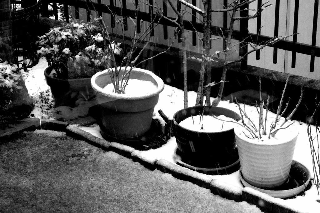 雪の花鉢