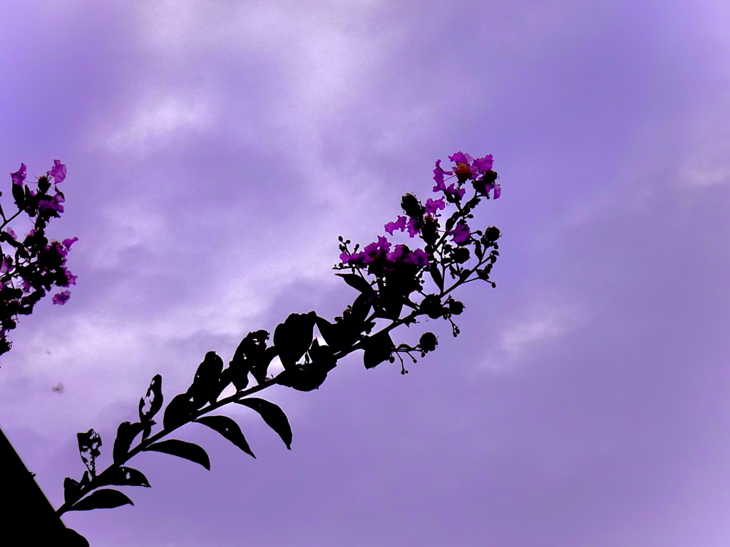 紫色の空
