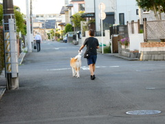 秋田犬の散歩