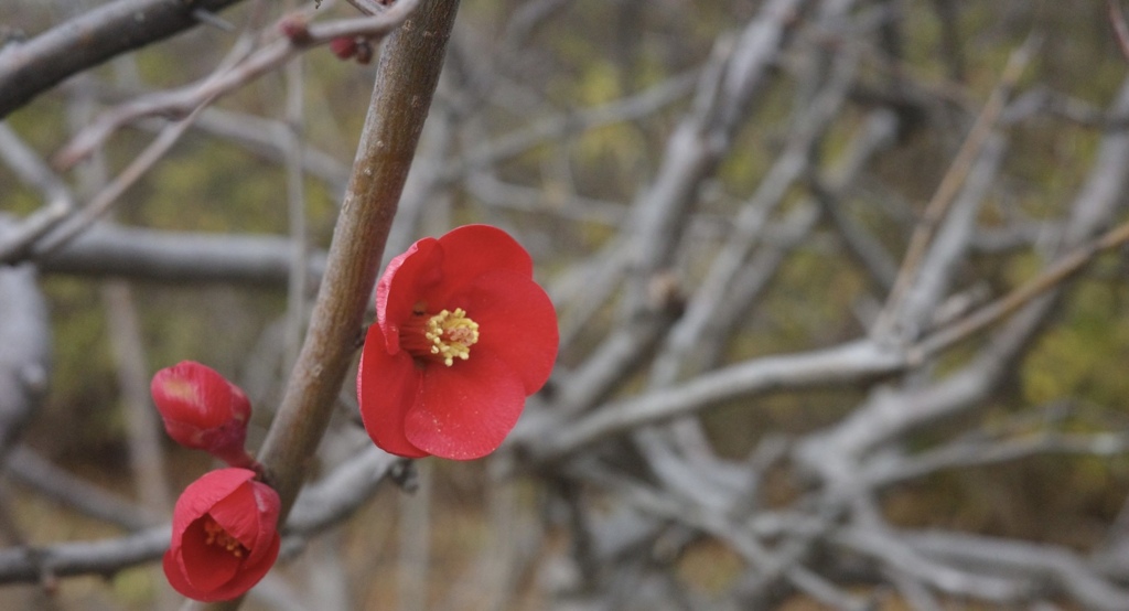 梅 2・5輪 かな⁉️