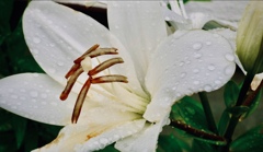 雨上がり