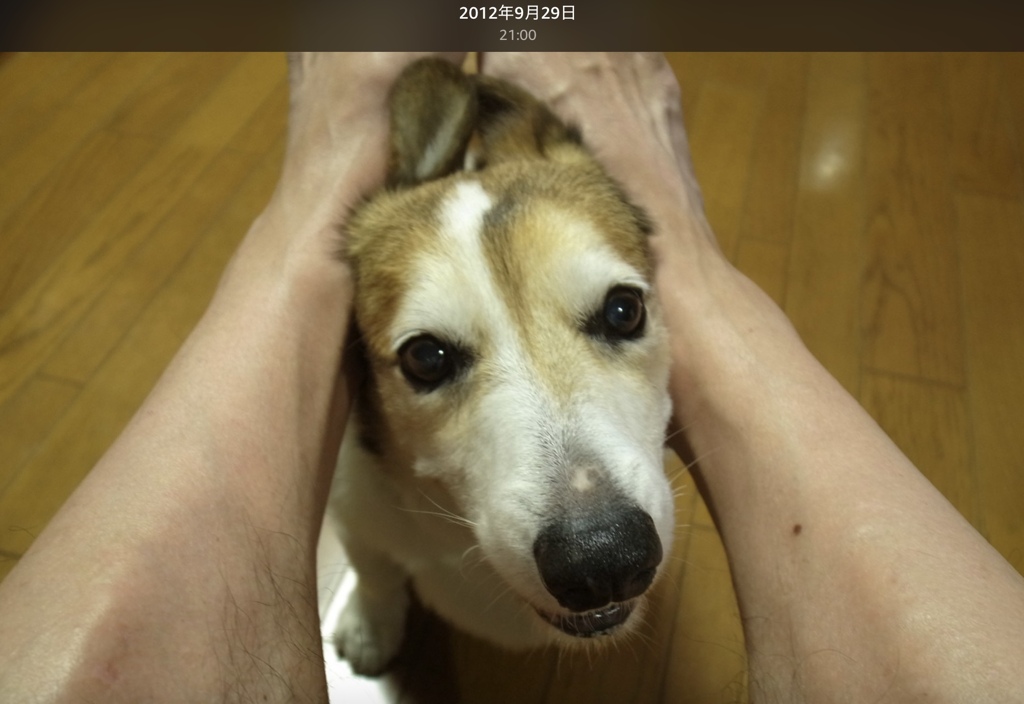 お父さんのおもちゃにされるアレンたん