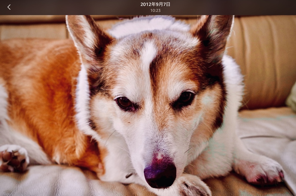 どんとアレン、まっ正面から