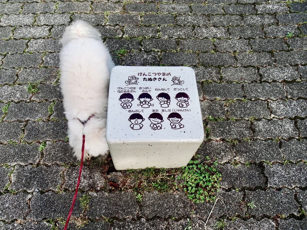 げんこつやまのたぬきさん