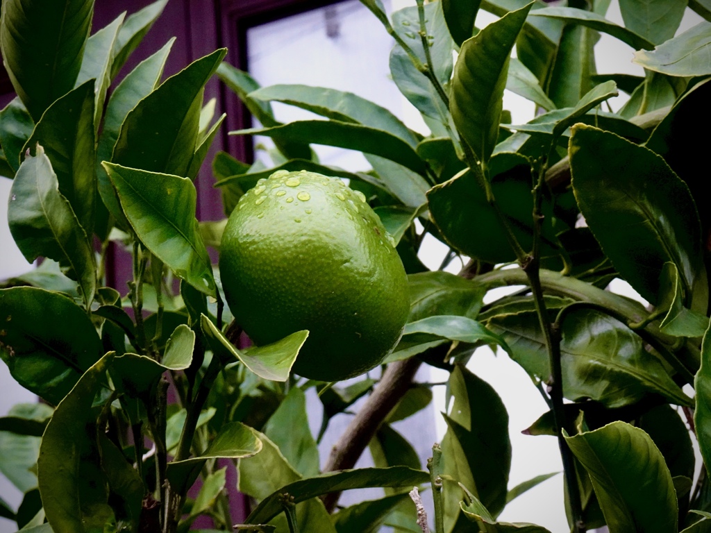 蜜柑
