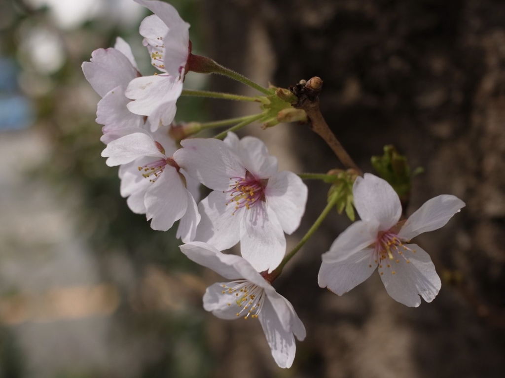 春よこい早く来い