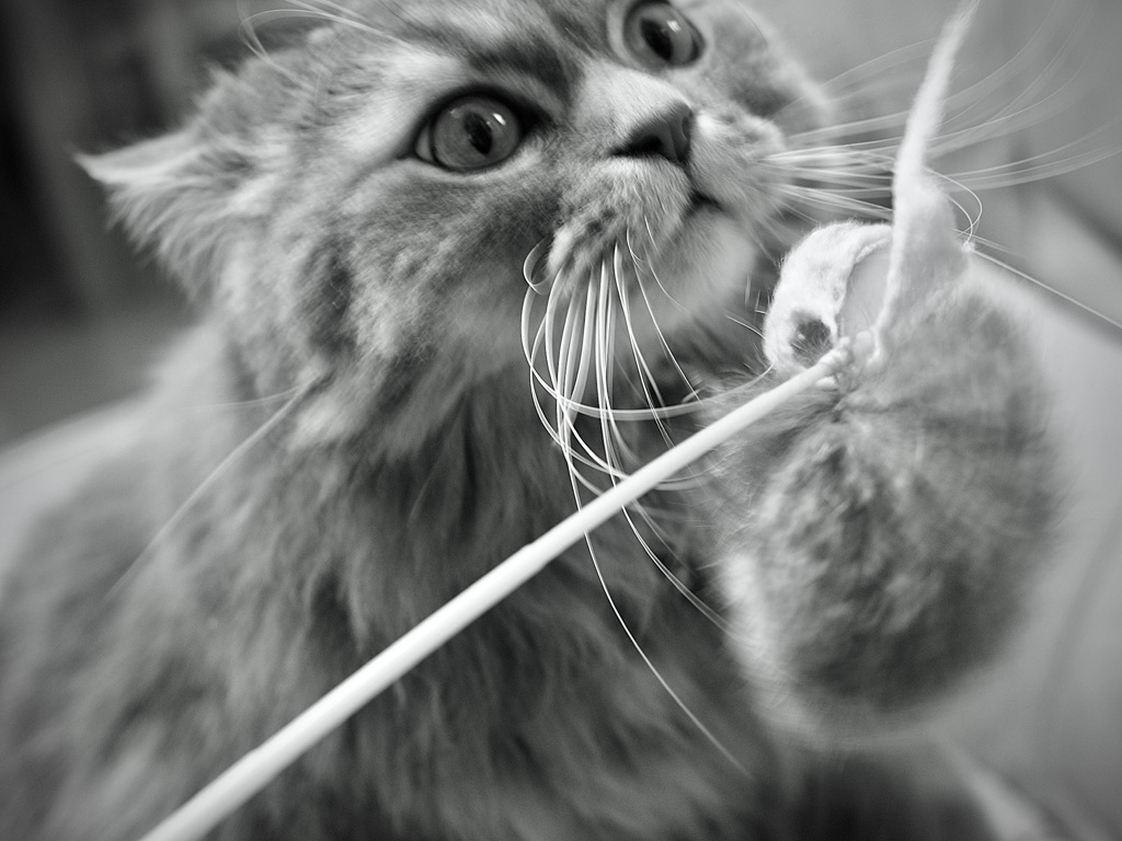 猫じゃらしと戯れる