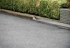 ひょっこりはん
