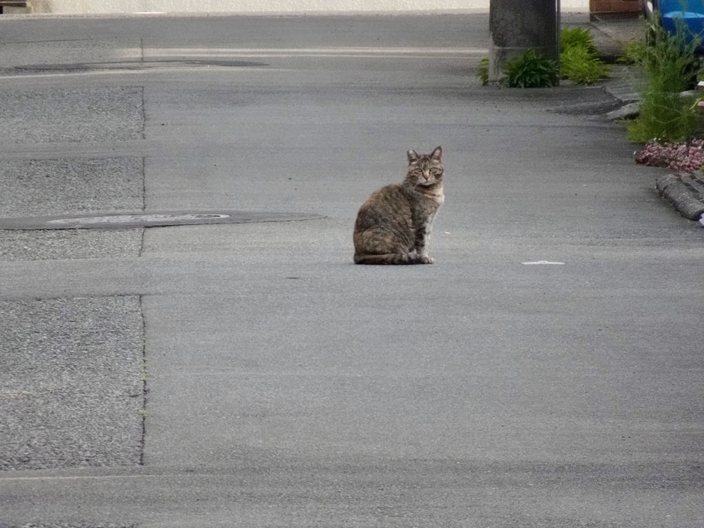 愛しい猫