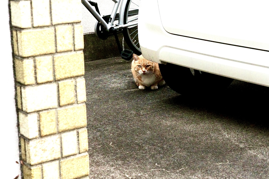 近所の野良ちゃん