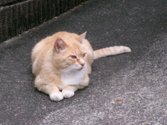 愛しいチャトラン