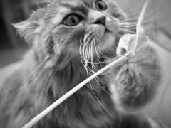 クーたん猫じゃらしと戯れる